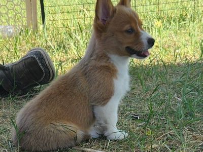 akc Pembroke Welsh Corgis