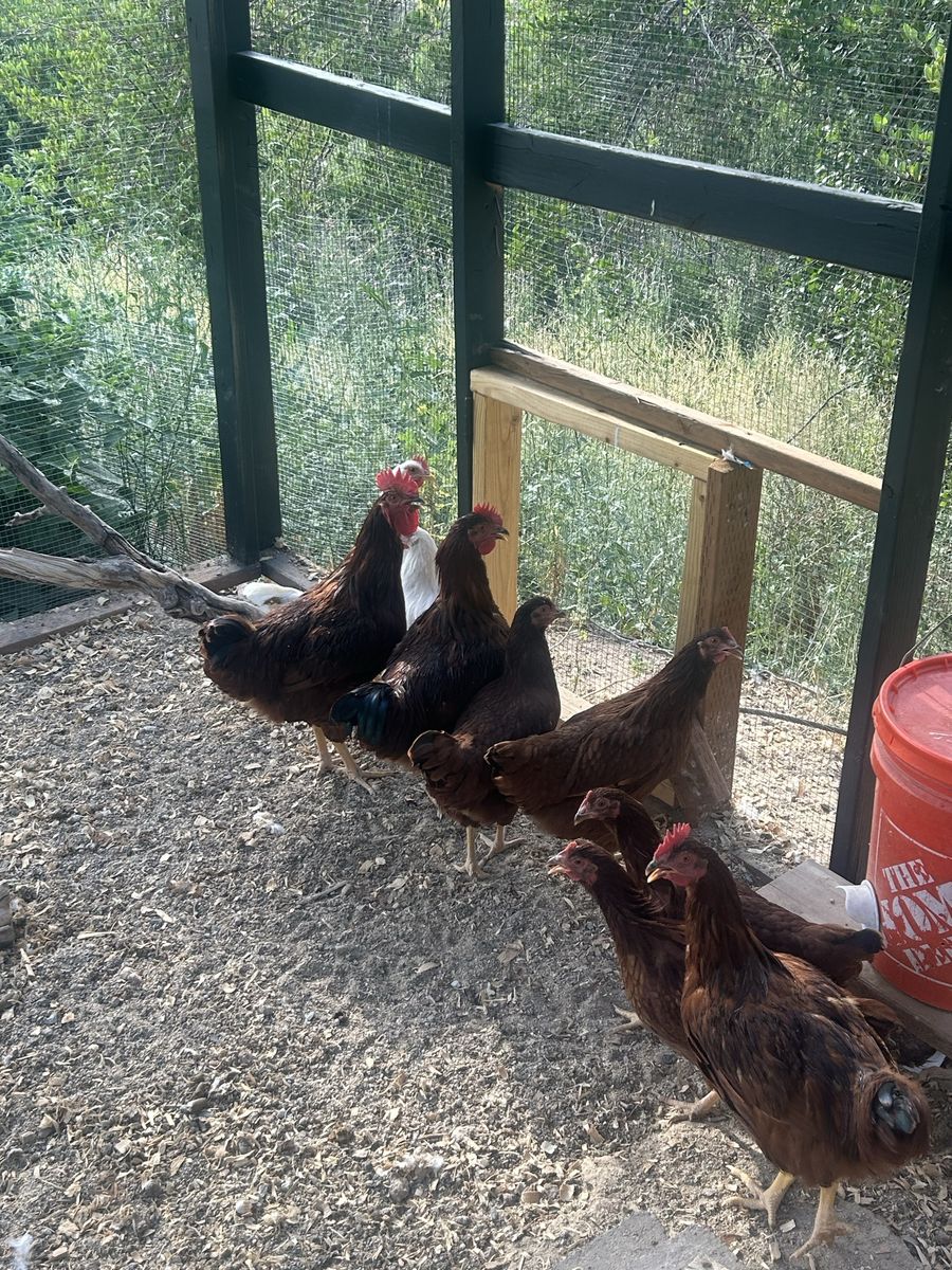 Chicken rooster