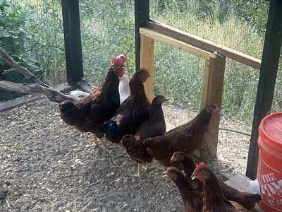 Chicken rooster