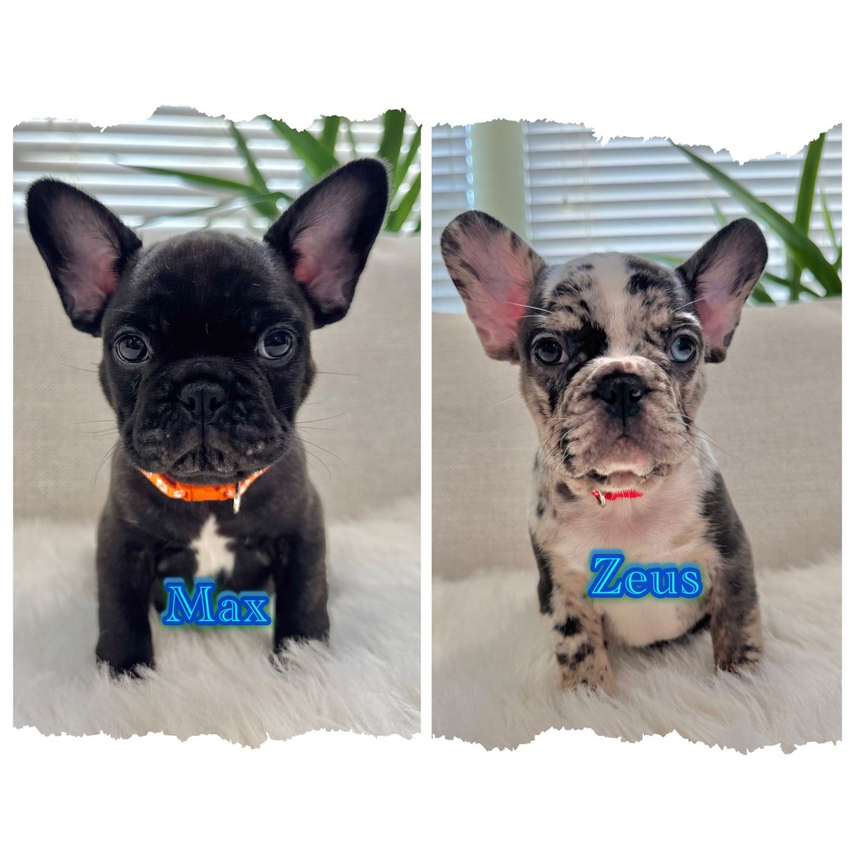 AKC FRENCH BULLDOG PUPPIES