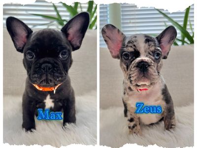 AKC FRENCH BULLDOG PUPPIES