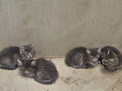 Kittens