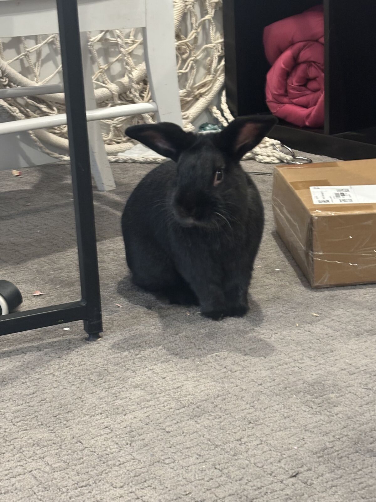 Sweet bunny who is free to a good home!