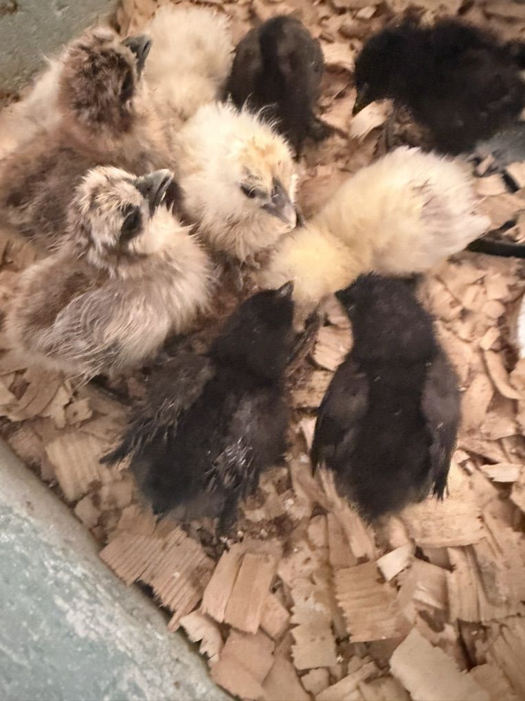 Silkie Chicks Available - FLuffy Chickens