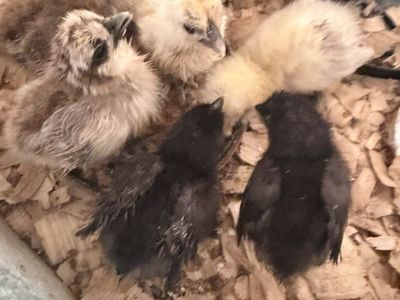 Silkie Chicks Available - FLuffy Chickens