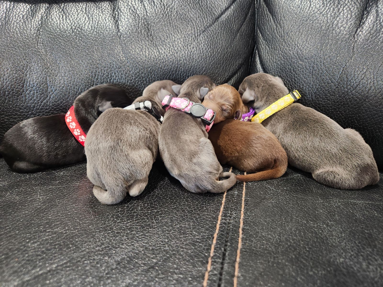 Doberman Puppy's READY TO GO April 15th!