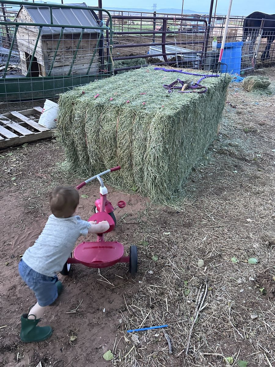 ISO 50 ton of feeder hay