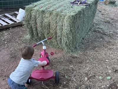 ISO 50 ton of feeder hay