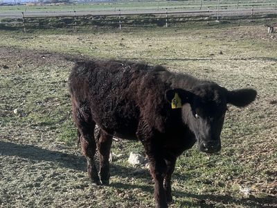 Black Angus Heifer