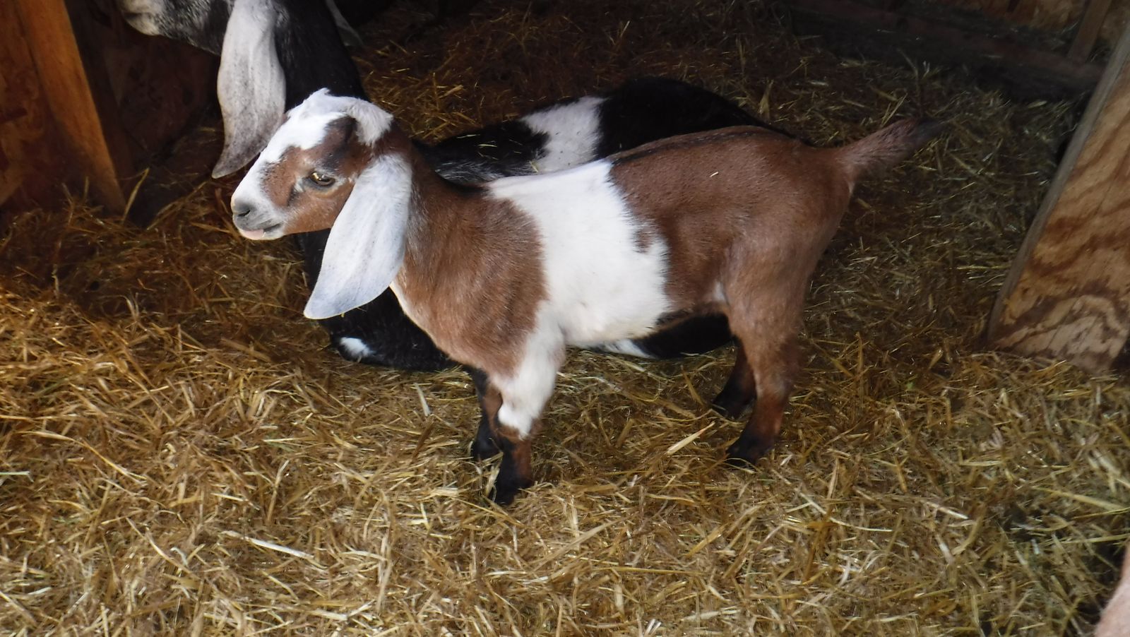 Nubian / Alpine bottle baby buckling goat $100