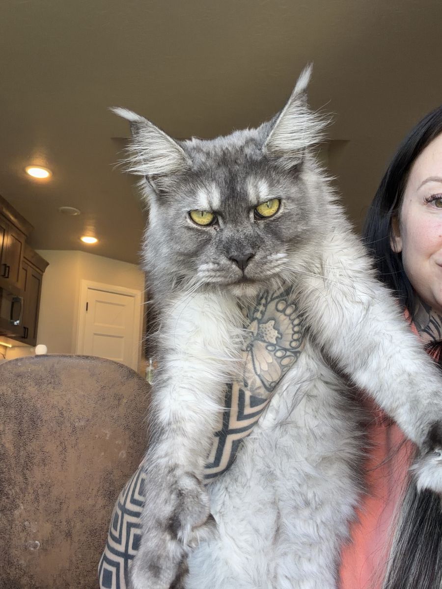 9 month old polydactyl fixed female Maine coon