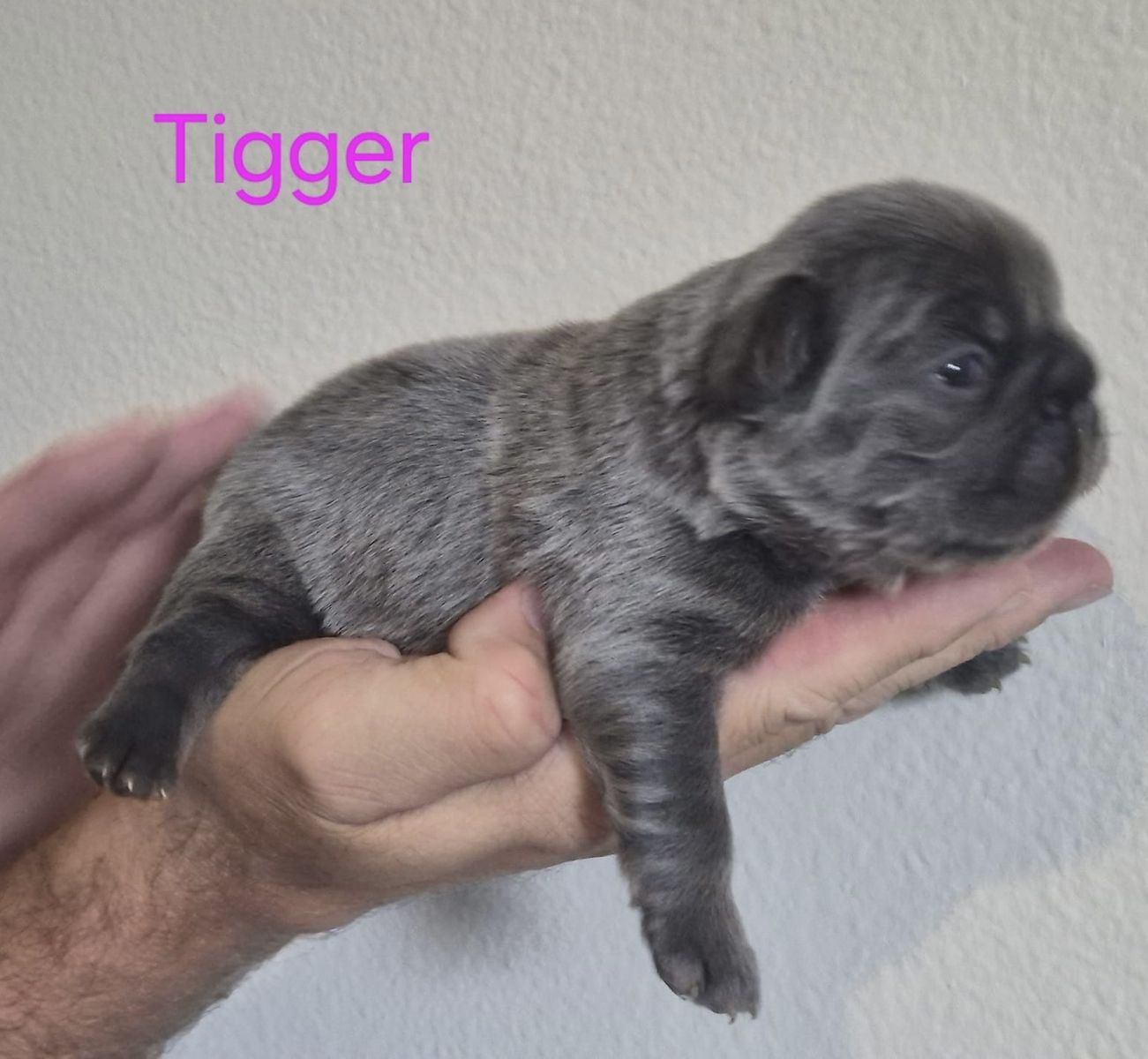 AKC French Bulldogs Fluffy, fluffy carriers