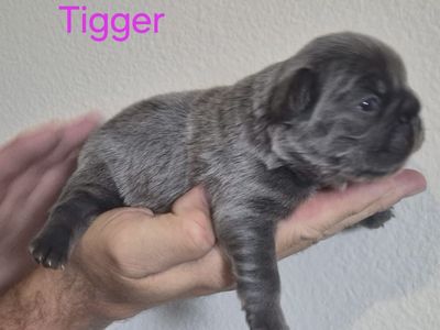 AKC French Bulldogs Fluffy, fluffy carriers