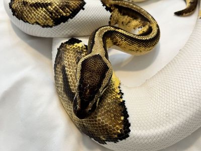Female Pied/Piebald/Pastel/Het Clown +SetUp