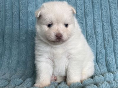 Toy Size Pomsky can deliver