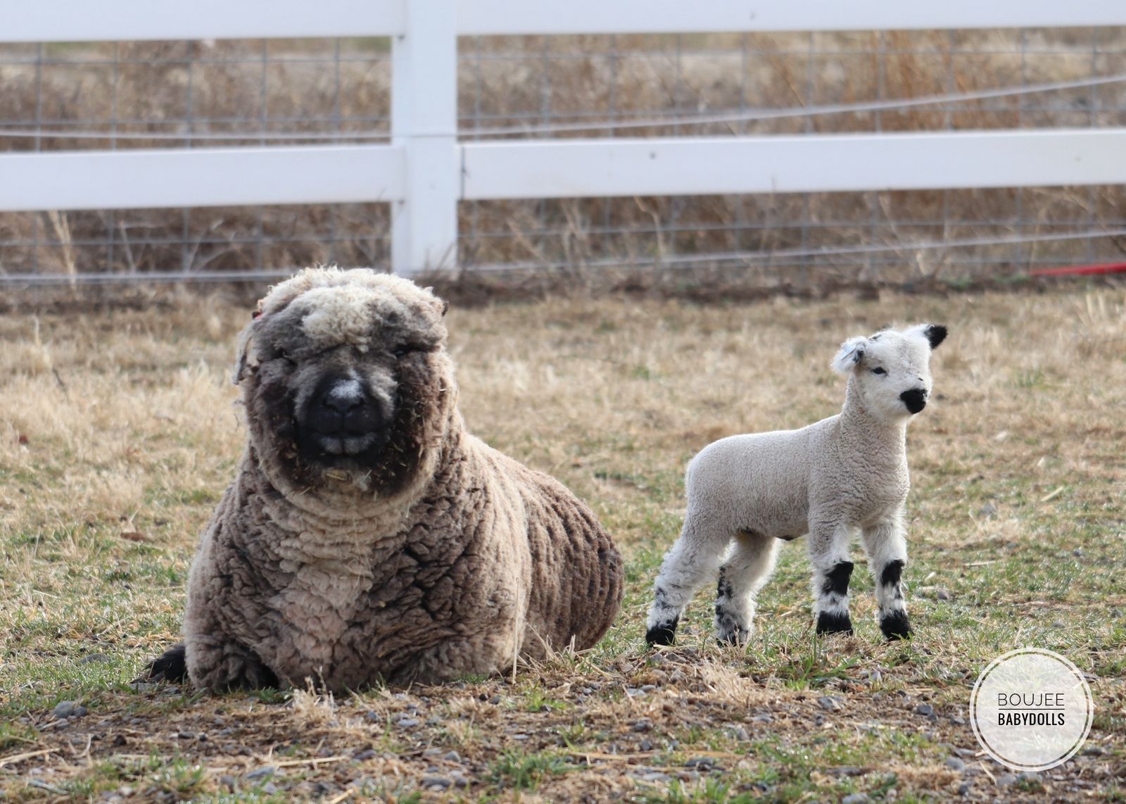 Registered Babydoll Ram Lambs