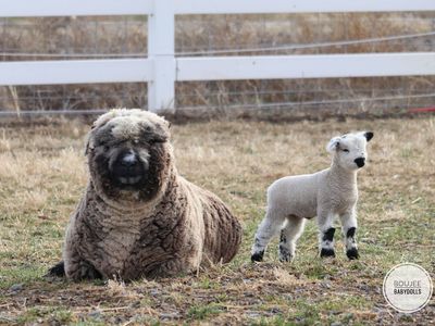 Registered Babydoll Ram Lambs