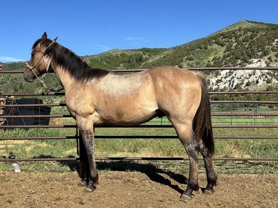 2025 AQHA Dun Gelding