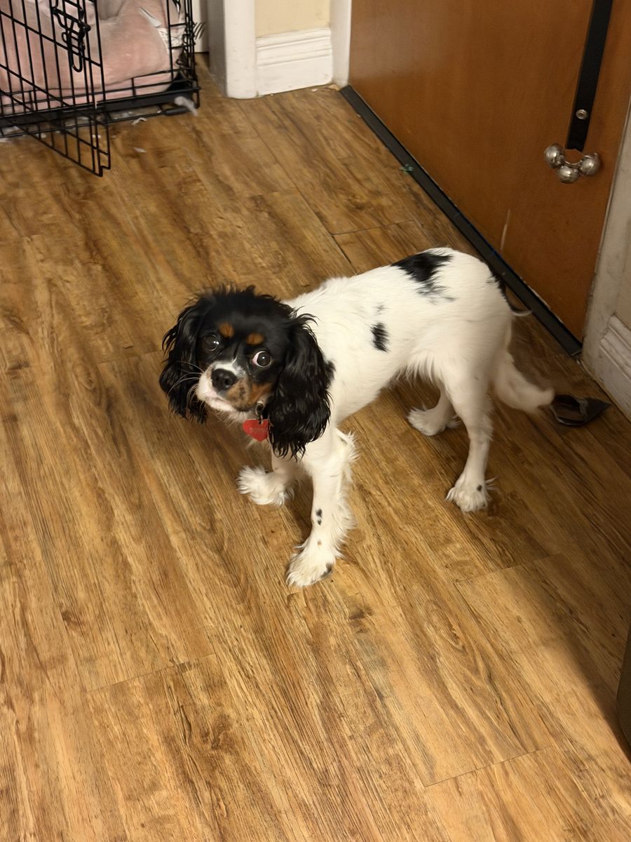 King Charles cavalier
