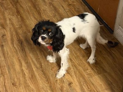 King Charles cavalier