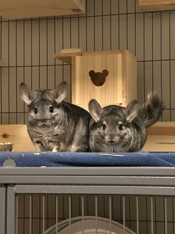 Willow and Kiwi the Chinchilla Chums