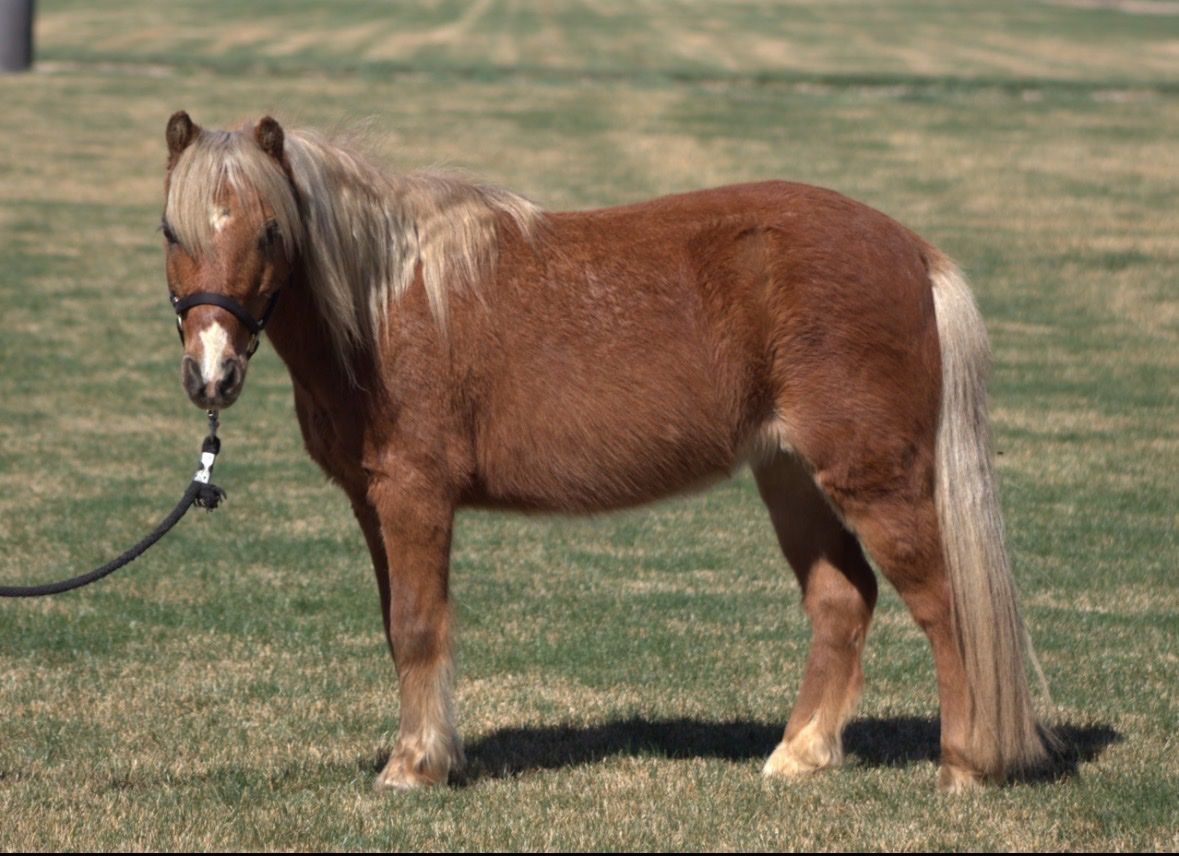Pixie - Miniature Flaxen Chestnut Mare