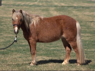 Pixie - Miniature Flaxen Chestnut Mare