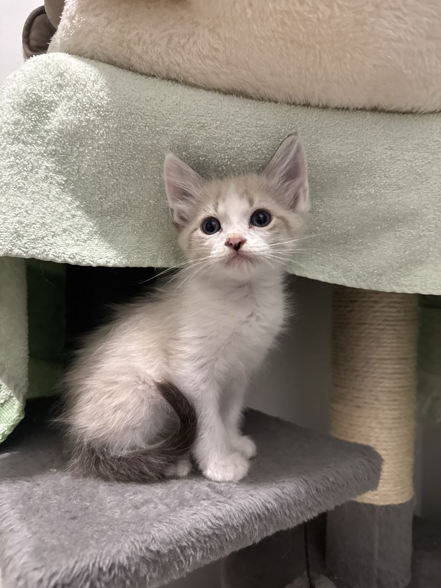 Kitten