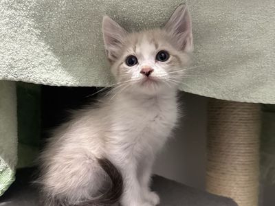 Kitten