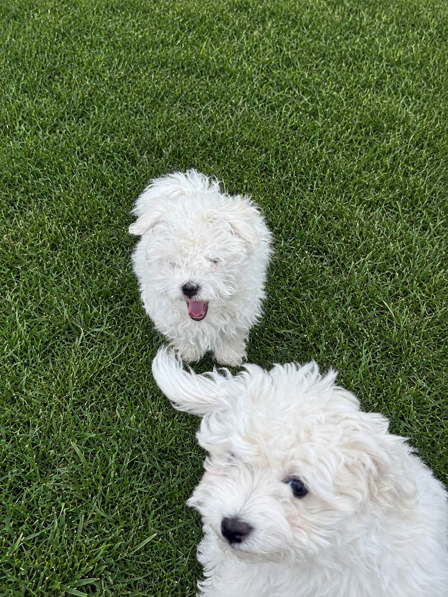 Maltese Puppies