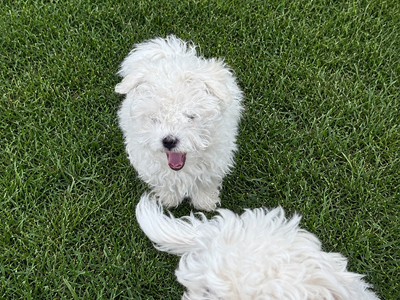 Maltese Puppies