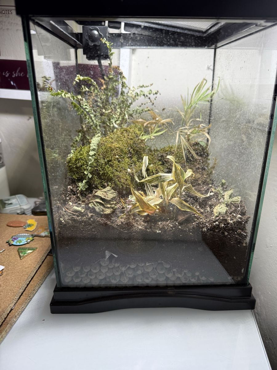 Bioactive terrarium