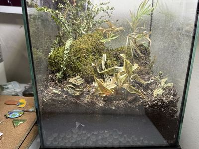 Bioactive terrarium