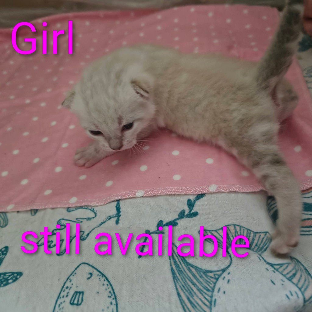 marble Bengal kittens for sale please read ad