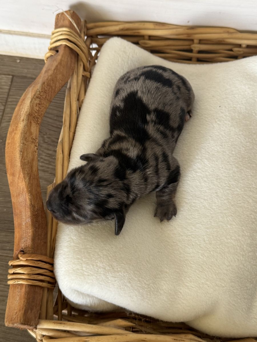 AKC long hair mini dachshunds