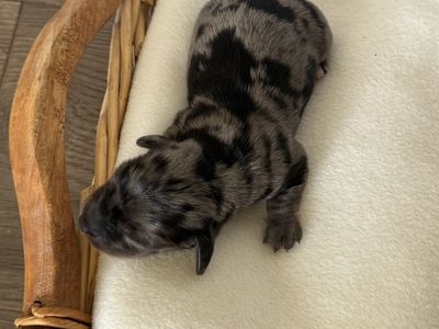 AKC long hair mini dachshunds