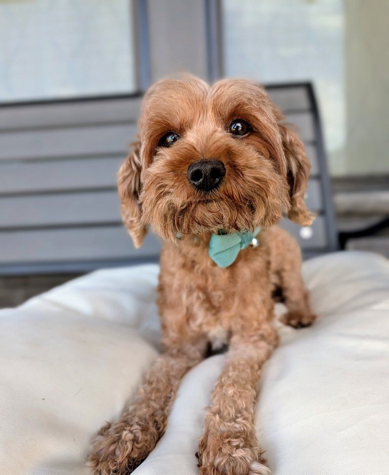 Happy-Go-Lucky Little Girl, Golden Cavapoo, 8.5lbs, 3 yrs old (Goldendoodle x Cavapoo mix)