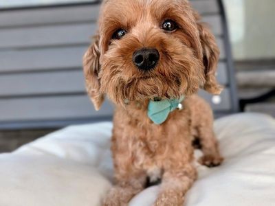Happy-Go-Lucky Little Girl, Golden Cavapoo, 8.5lbs, 3 yrs old (Goldendoodle x Cavapoo mix)