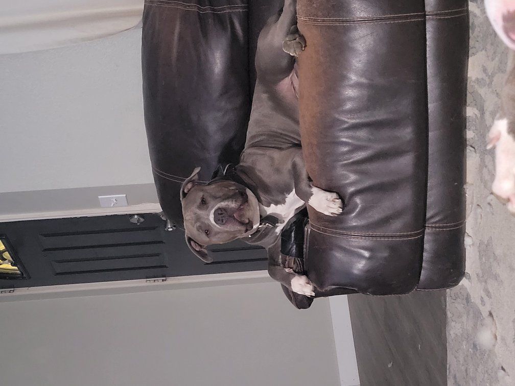 Blue nose pitbull for stud