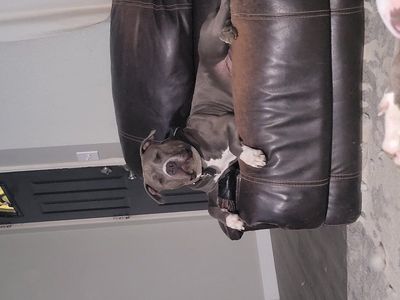 Blue nose pitbull for stud