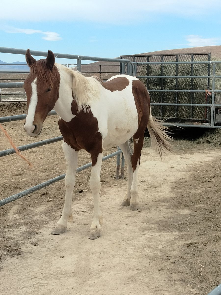 Saddlebred cross stud colt