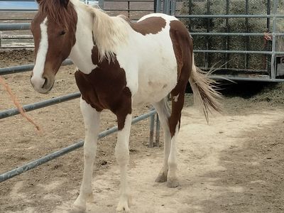 Saddlebred cross stud colt