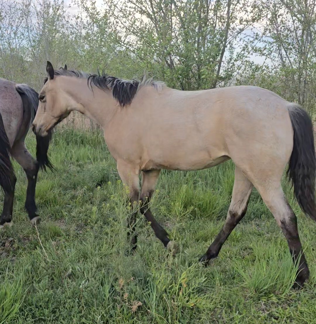 Aqha Buckskin Roan Filly