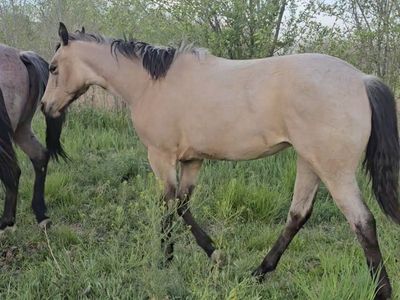 Aqha Buckskin Roan Filly