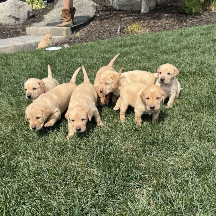 AKC Labrador Retriever Puppies