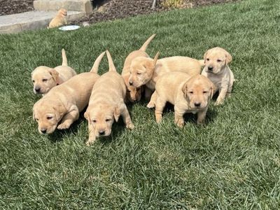AKC Labrador Retriever Puppies