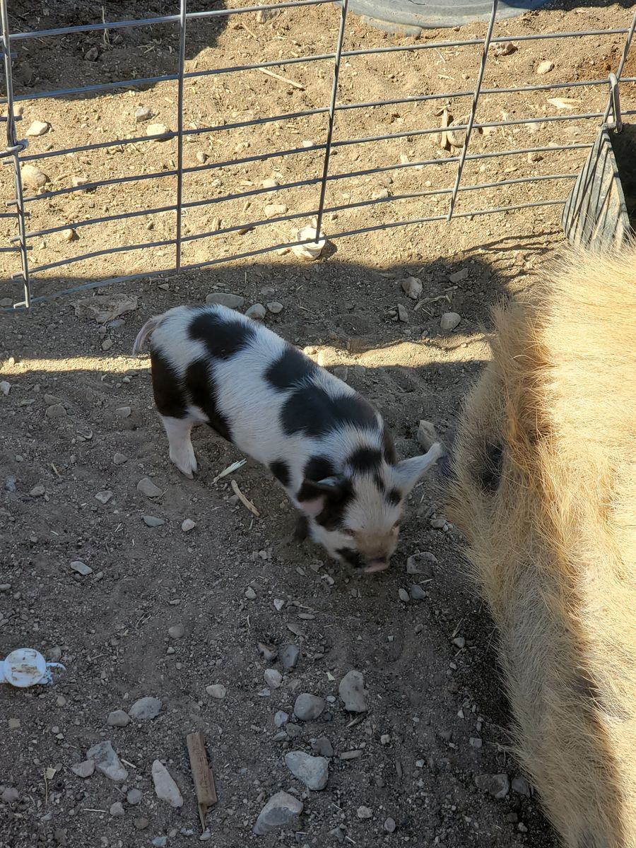 kune IPP crossed piglets