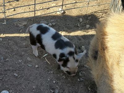 kune IPP crossed piglets
