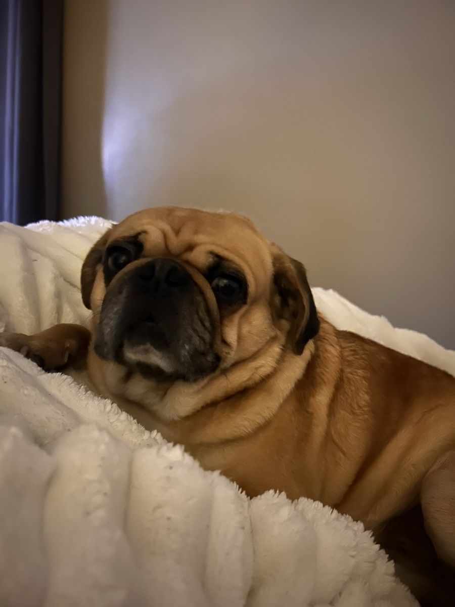 Gizmo