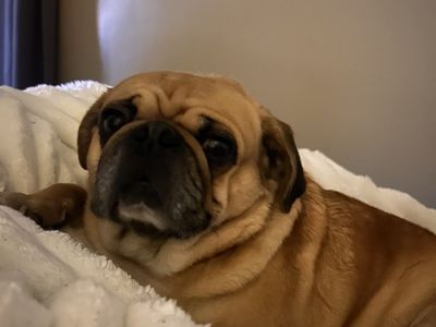 Gizmo